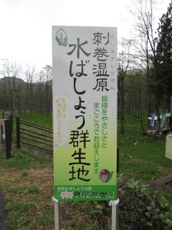 刺巻湿原(さしまきしつげん) 水ばしょう群生地