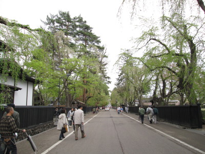 【旅行記】 鹿角武家屋敷の桜