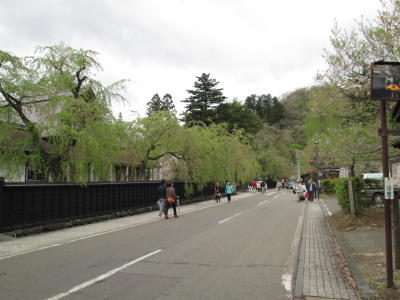 【旅行記】 鹿角武家屋敷の桜