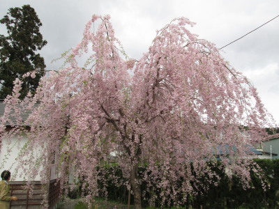 【旅行記】 鹿角武家屋敷の桜