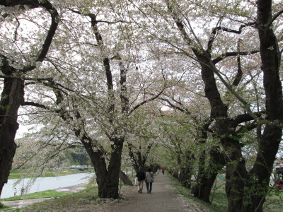 【旅行記】 桧木内川(ひのきないがわ)の桜