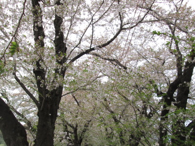 【旅行記】 桧木内川(ひのきないがわ)の桜